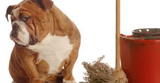 how to clean dog urine from carpet
