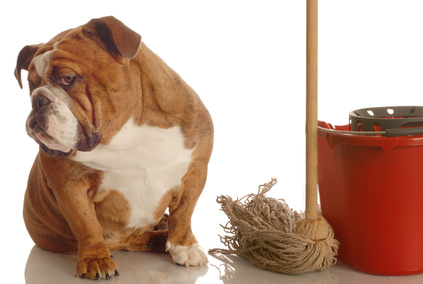 how to clean dog urine from carpet
