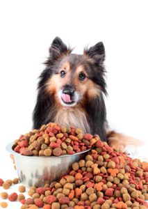 How much to feed my dog?