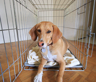 crate training an older dog