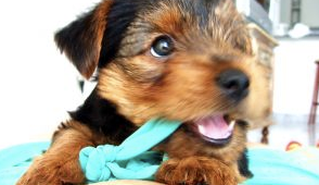 dog chewing problems