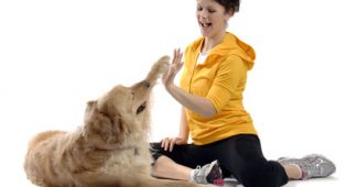 tips on dog training