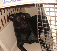 what is crate training