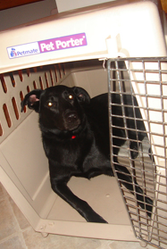 what is crate training