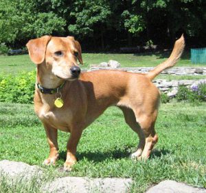 beagle dachshund mix